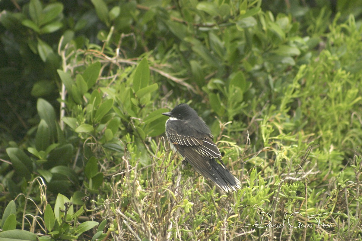 Tyran tritri - ML199021821