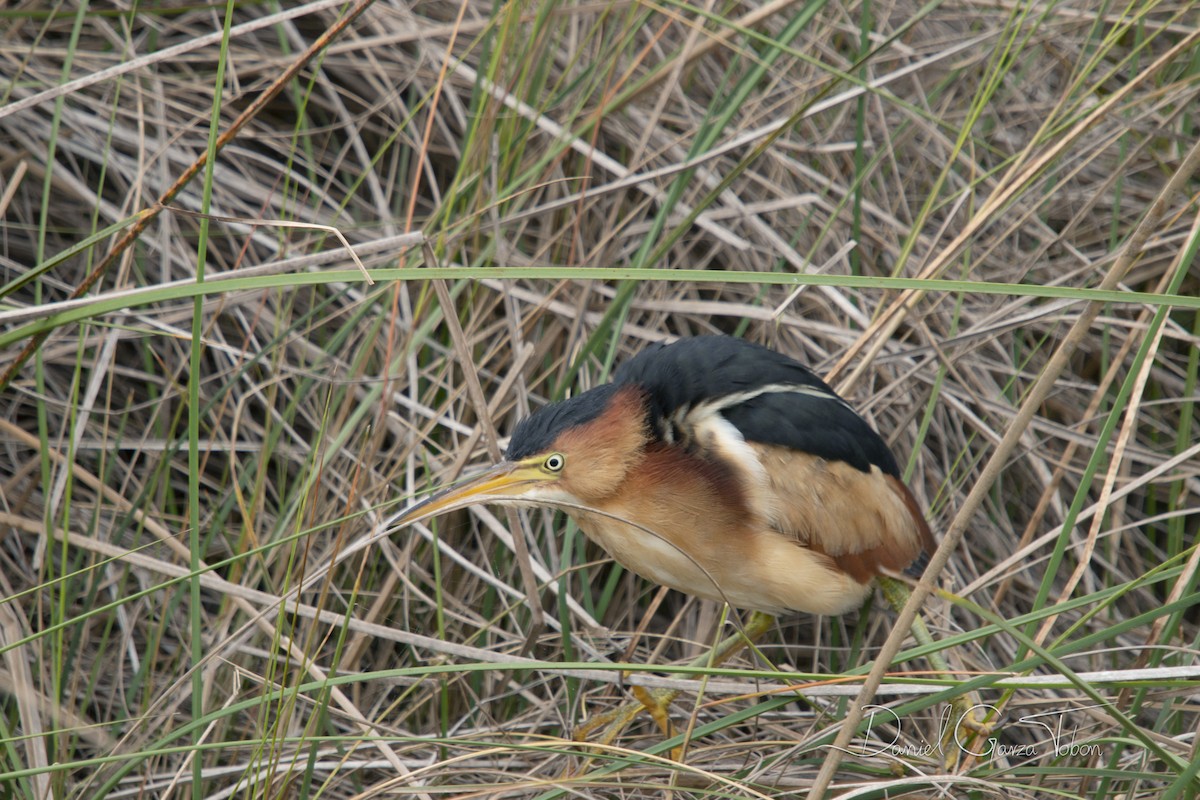 Petit Blongios - ML199024631