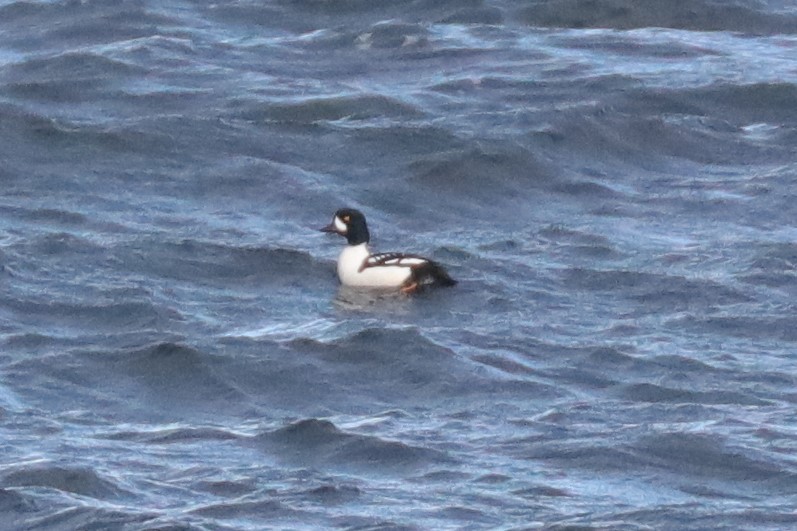 Barrow's Goldeneye - ML199028481