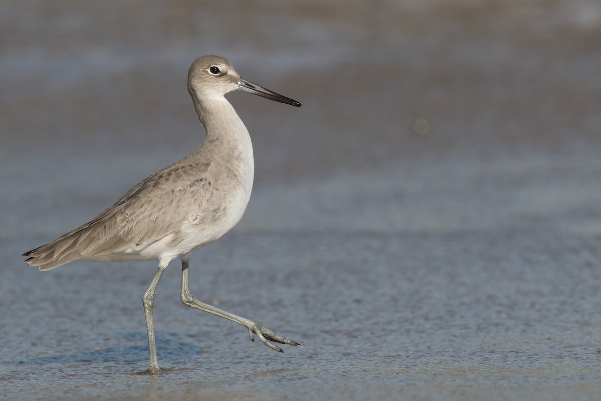 Willet (Western) - Anonymous