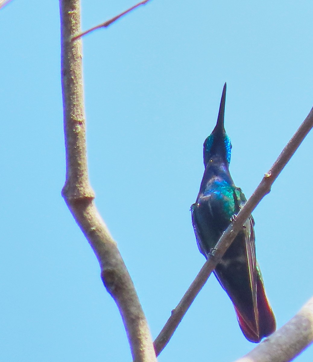 Green-breasted Mango - Denilson  Ordoñez