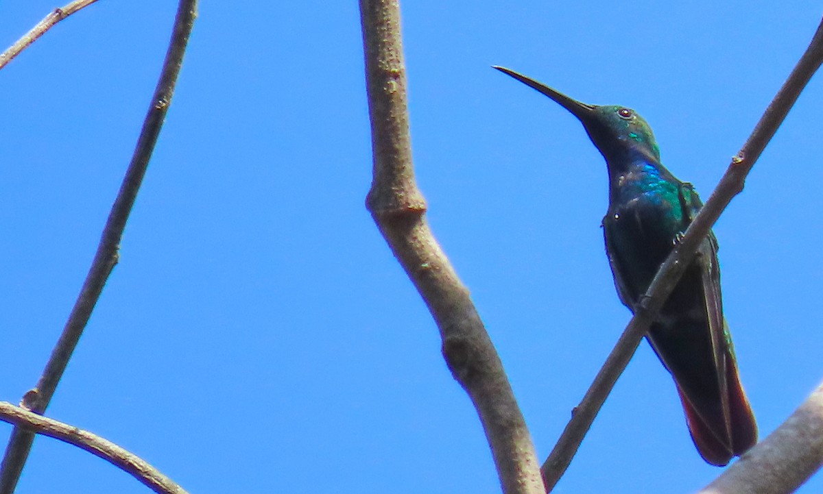 Green-breasted Mango - ML199032941