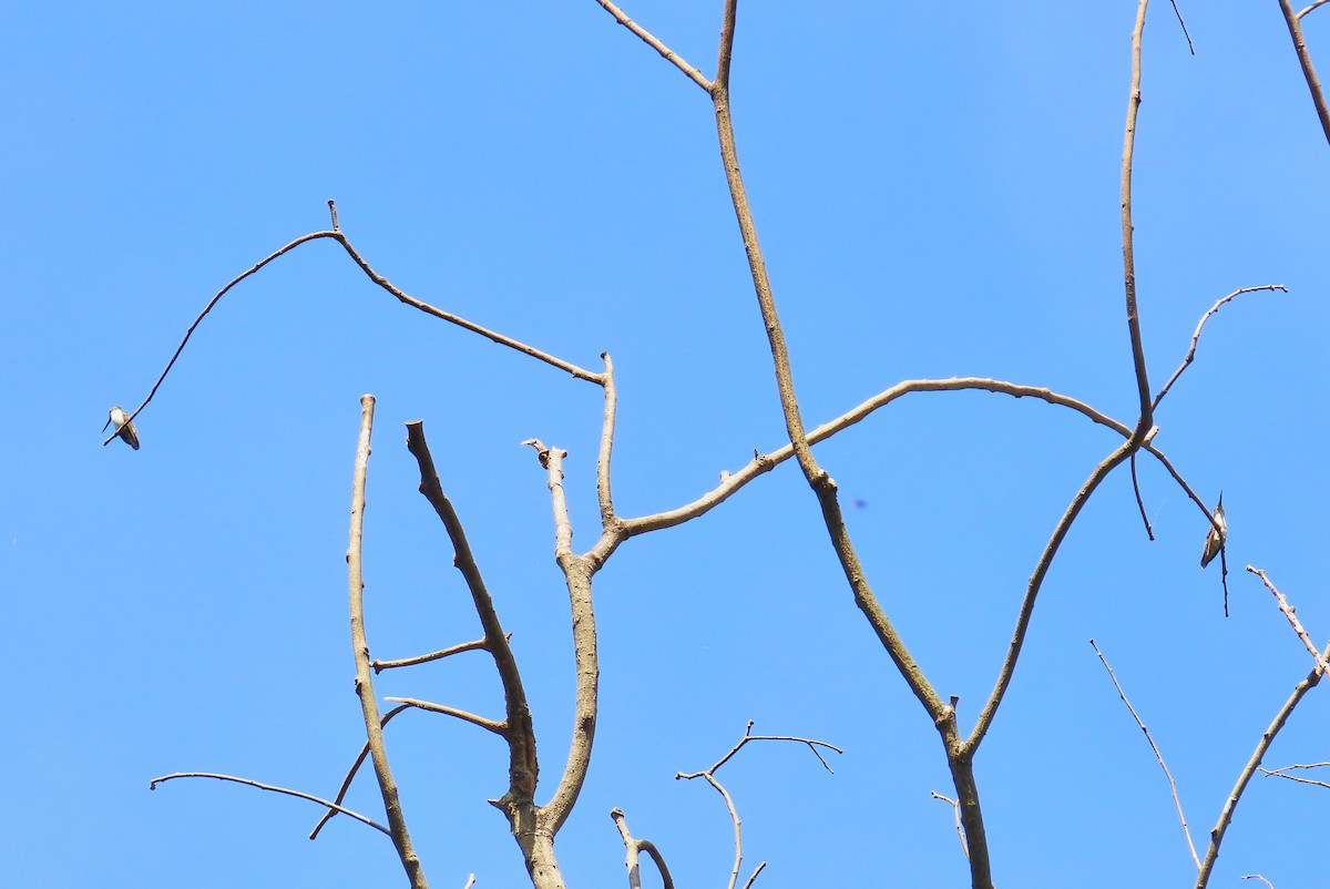 Yakut Boğazlı Kolibri - ML199033141