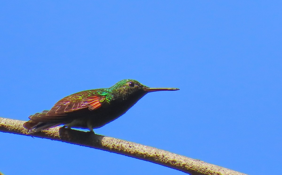 Blue-tailed Hummingbird - ML199033741