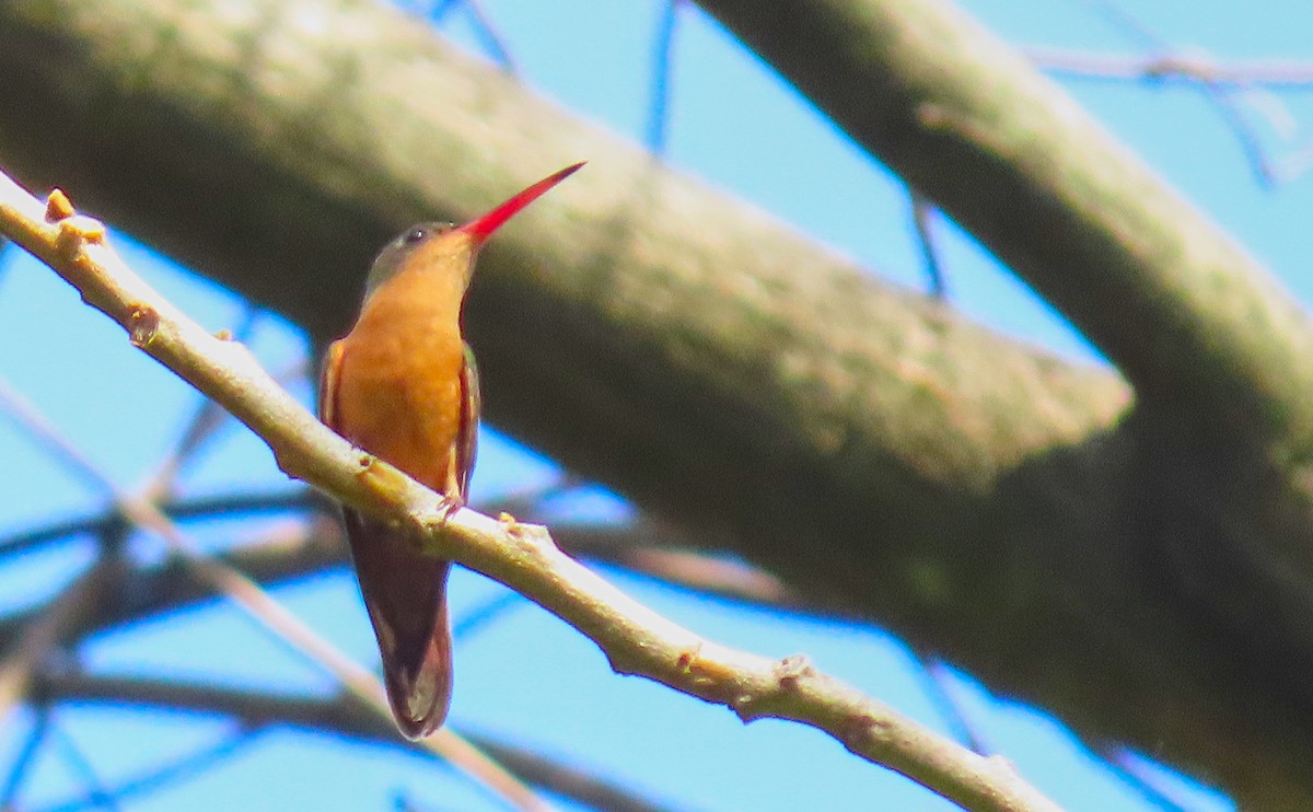 kolibřík ryšavý - ML199034321