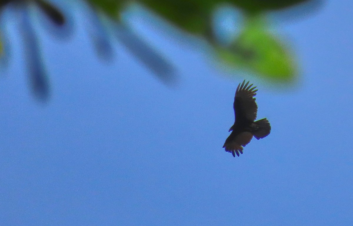 Turkey Vulture - ML199034491