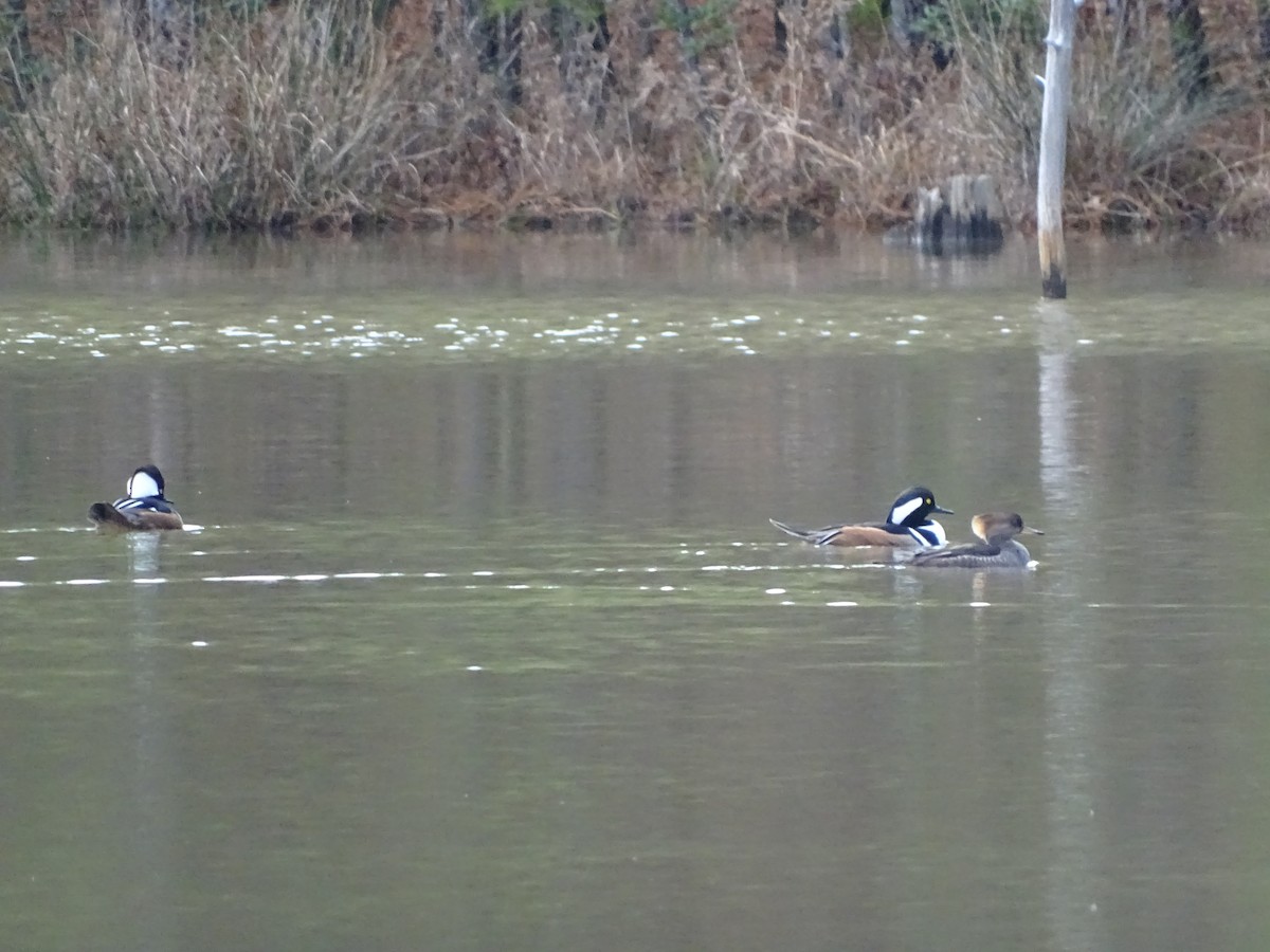 Hooded Merganser - ML199034641