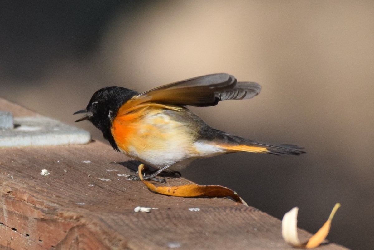 American Redstart - ML199036311
