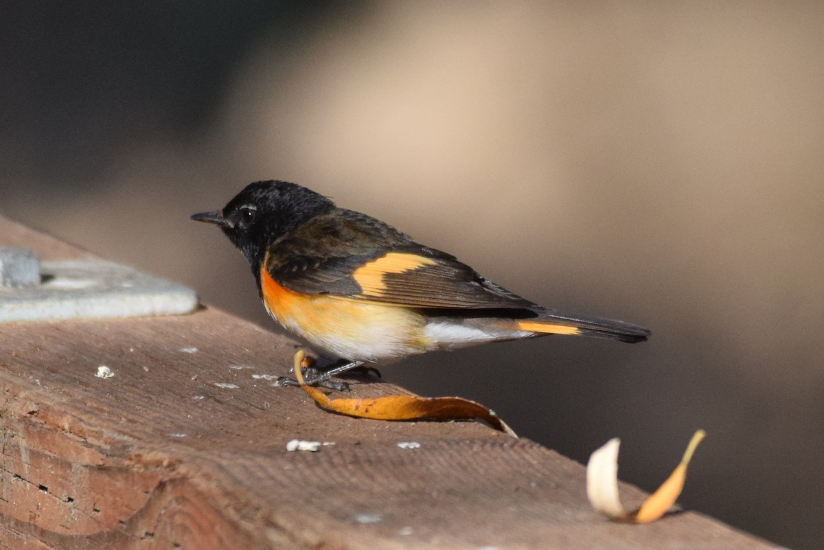 American Redstart - ML199036341
