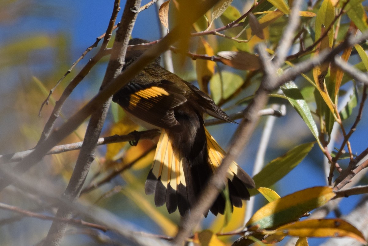 American Redstart - ML199036351