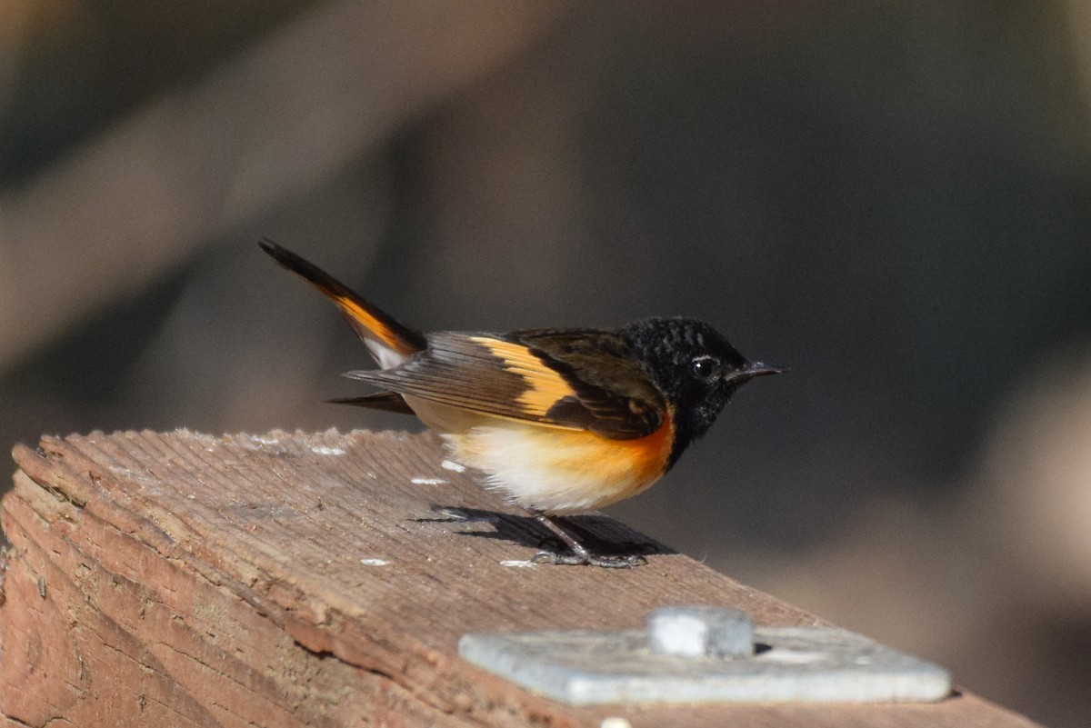 American Redstart - ML199036361