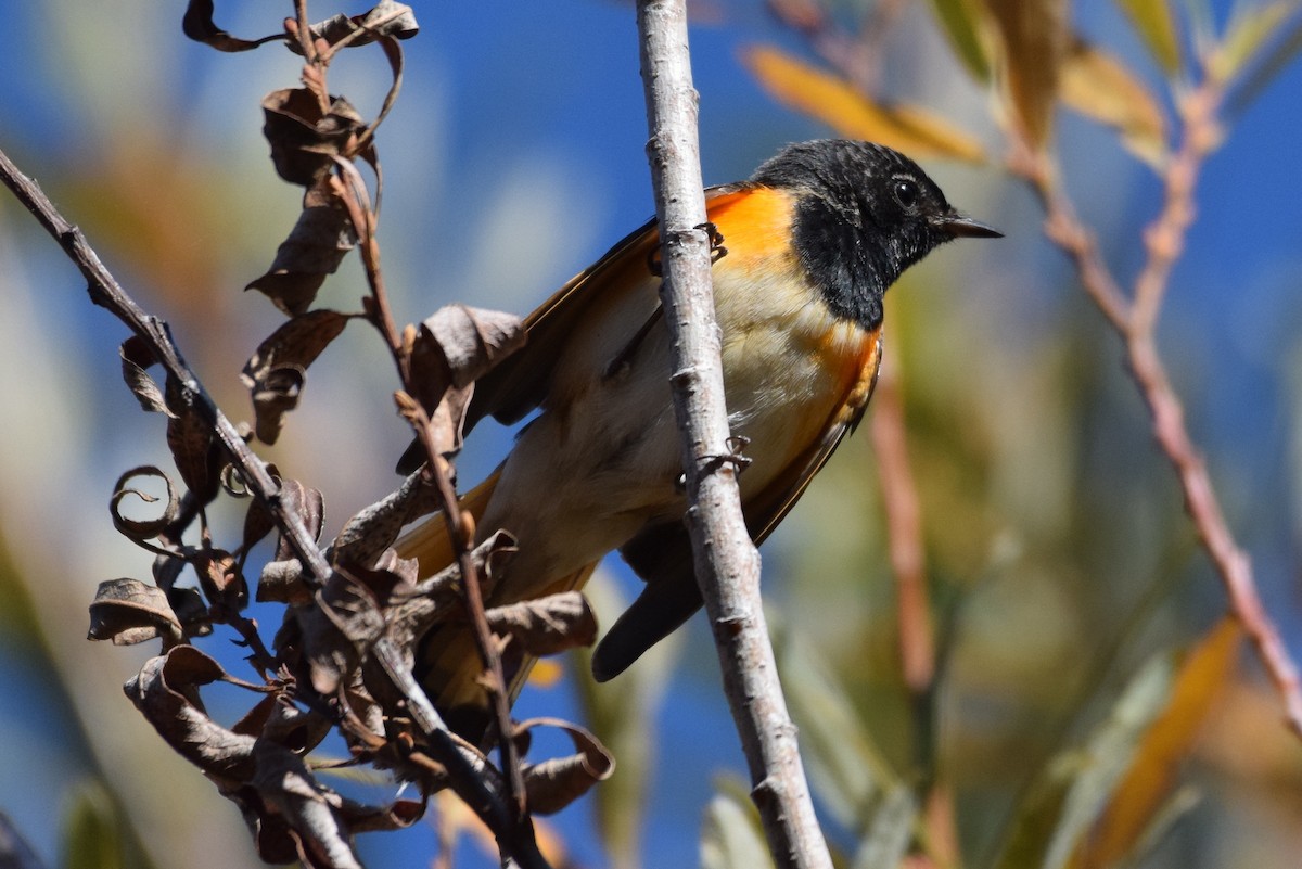 American Redstart - ML199036371