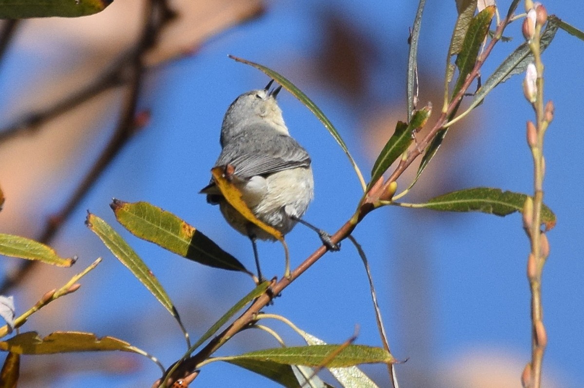 Lucy's Warbler - ML199036381