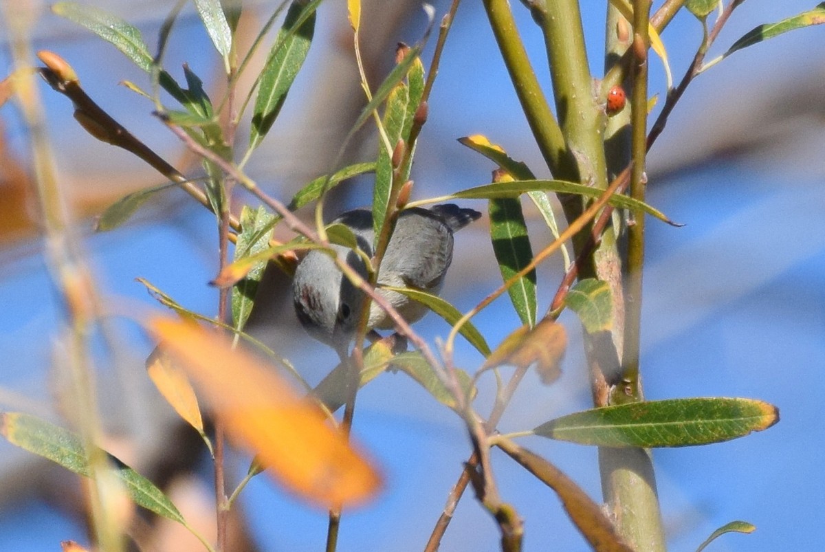 Lucy's Warbler - ML199036391