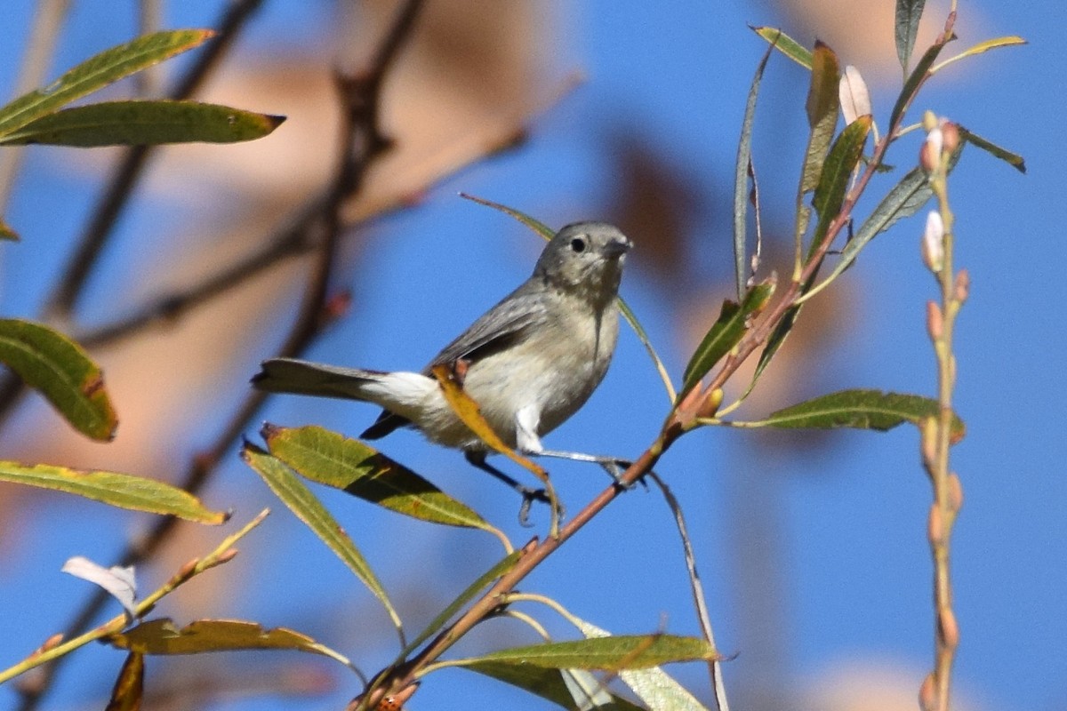Lucy's Warbler - ML199036421