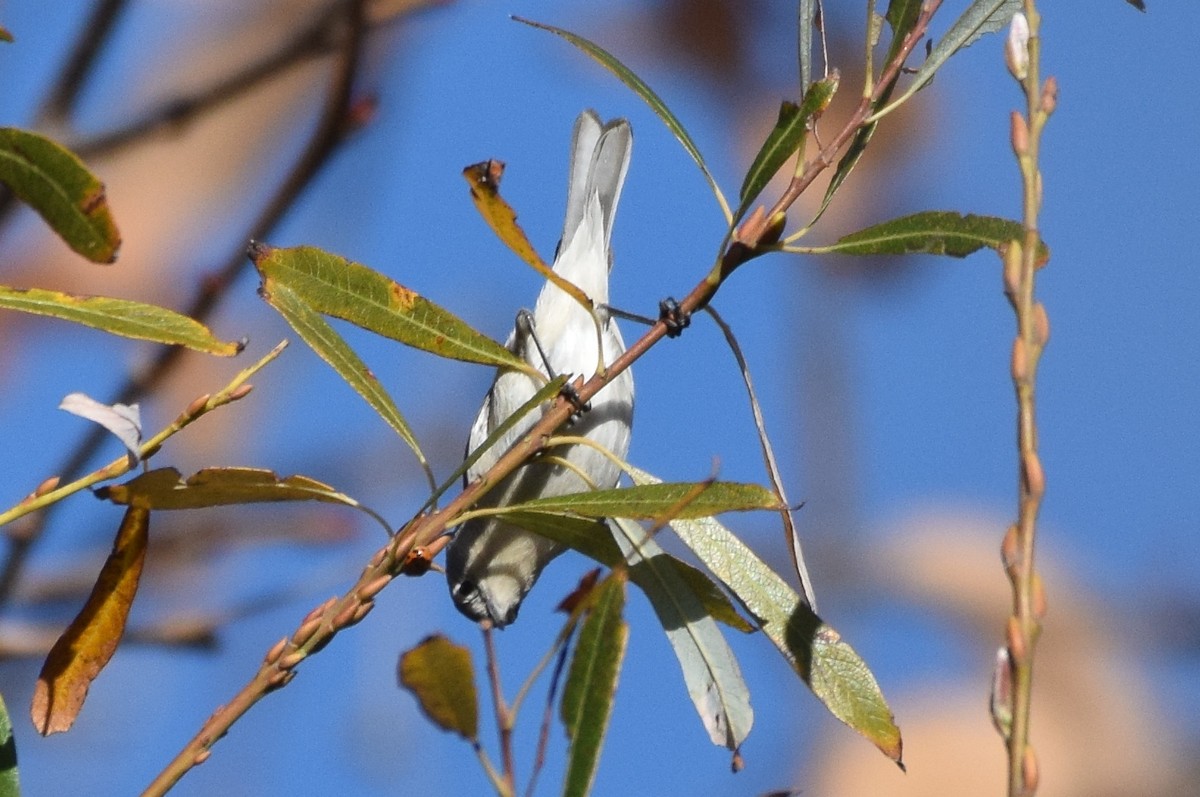 Lucy's Warbler - ML199036431