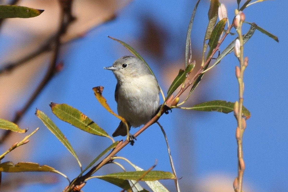 Lucy's Warbler - ML199036451