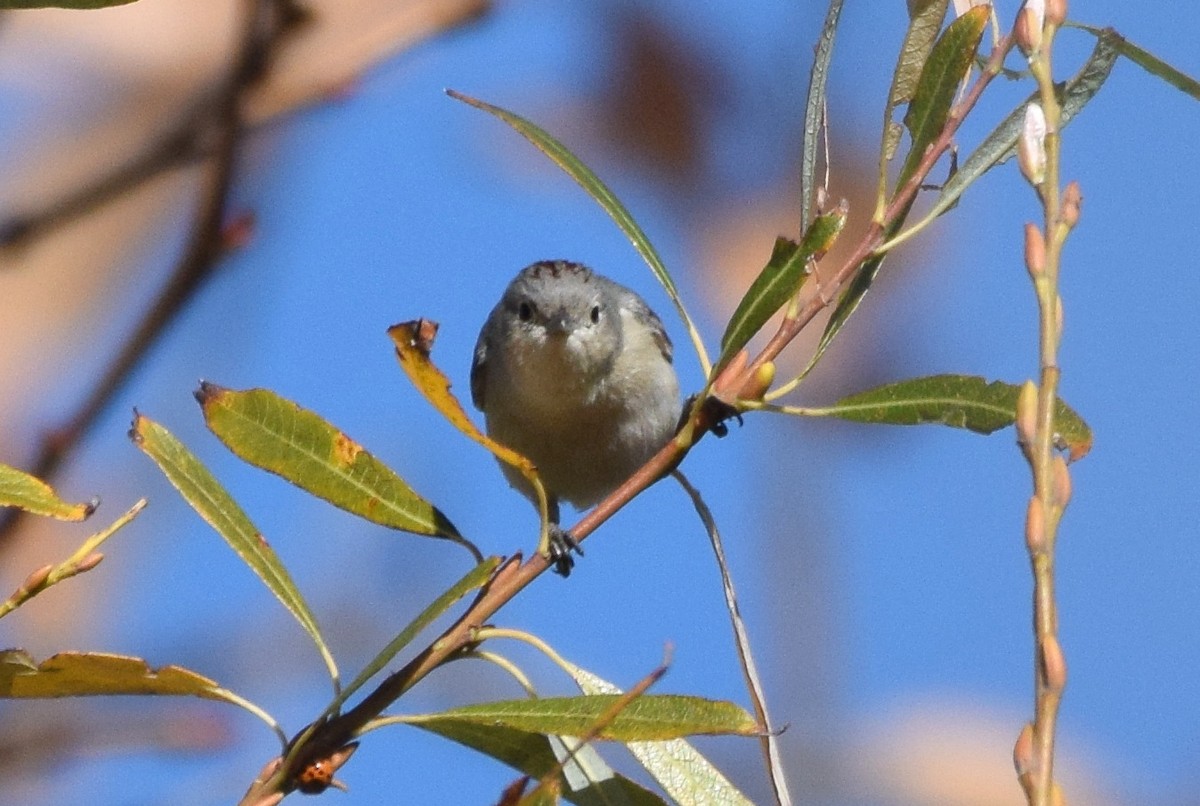 Lucy's Warbler - ML199036461