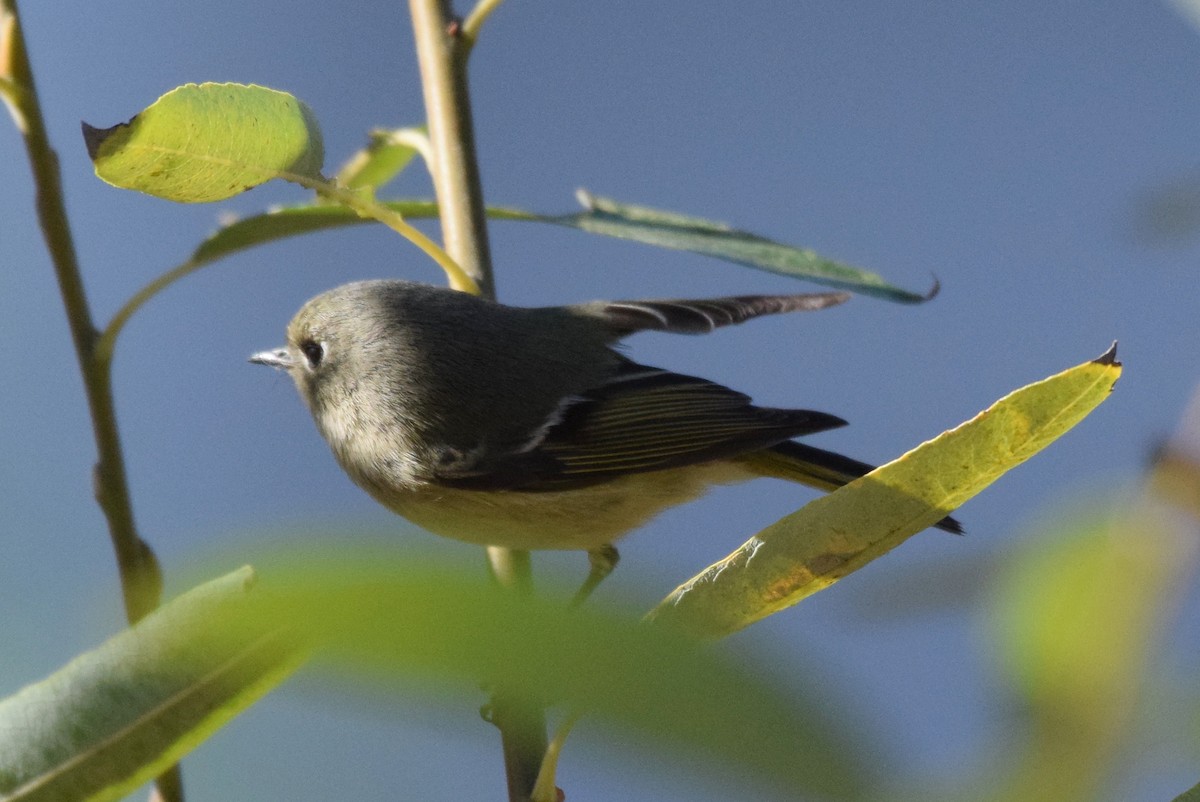 Ruby-crowned Kinglet - ML199036471