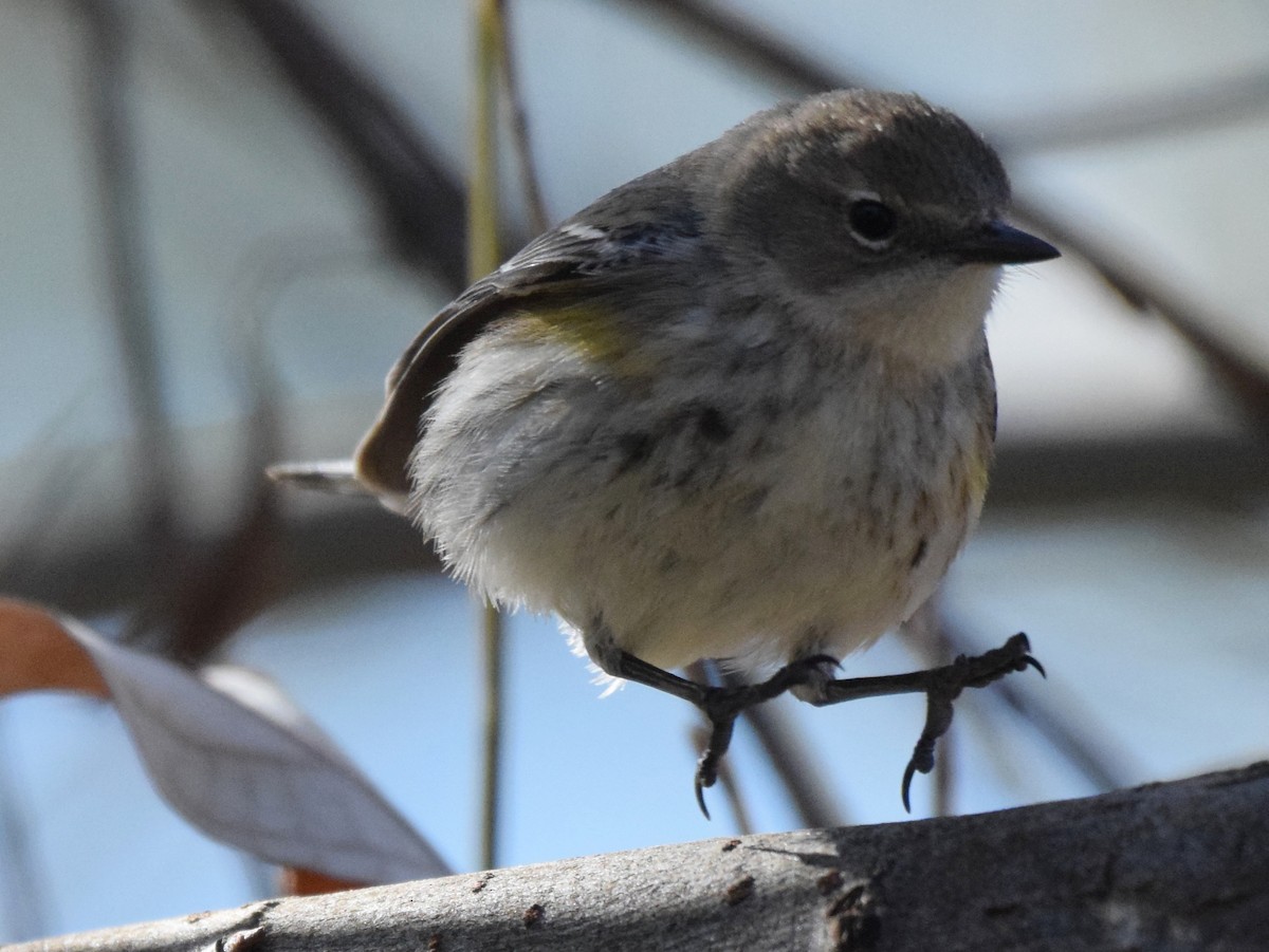 Yellow-rumped Warbler (Myrtle) - ML199036521
