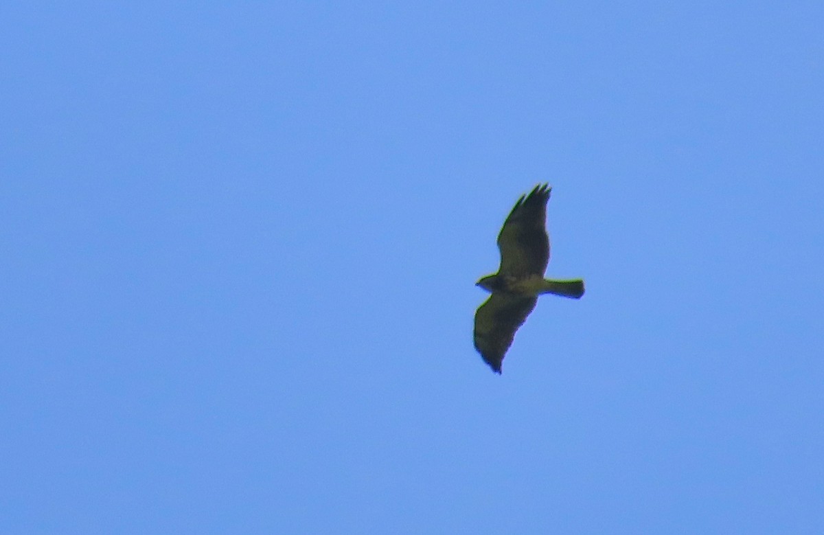 Swainson's Hawk - ML199036991