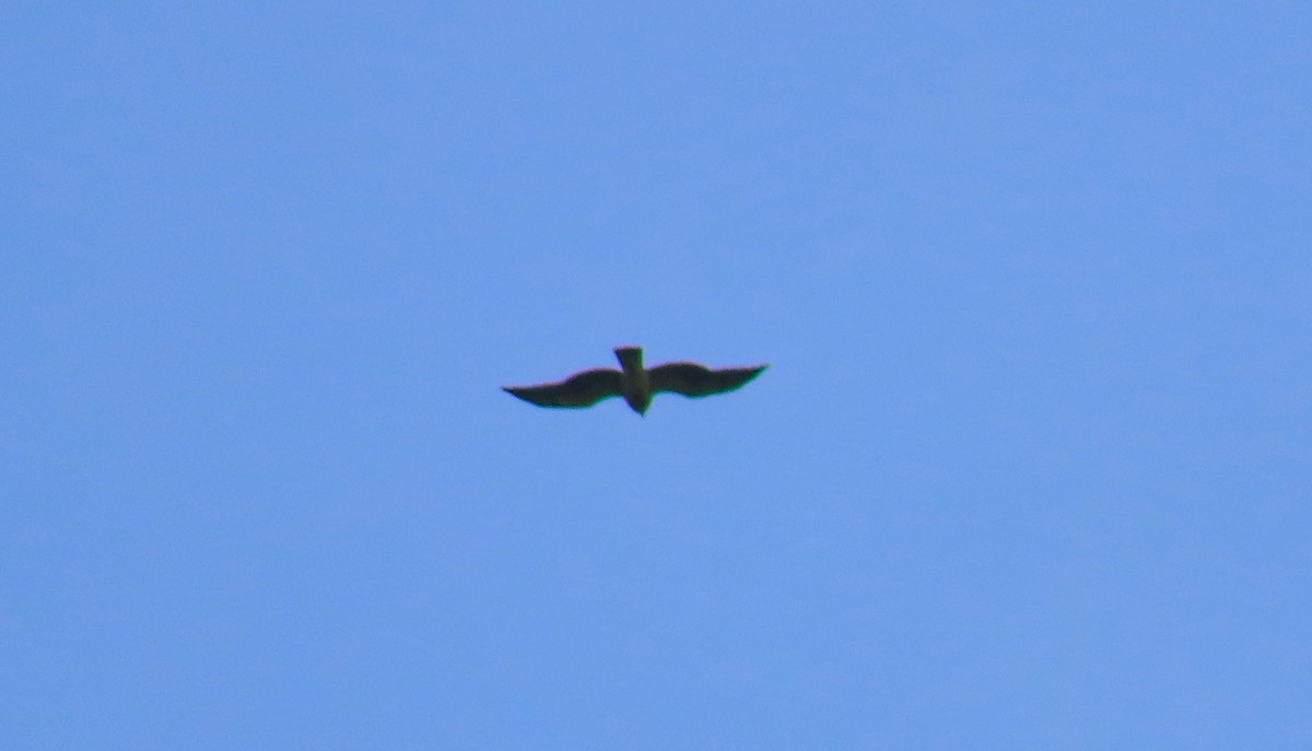 Swainson's Hawk - ML199037011