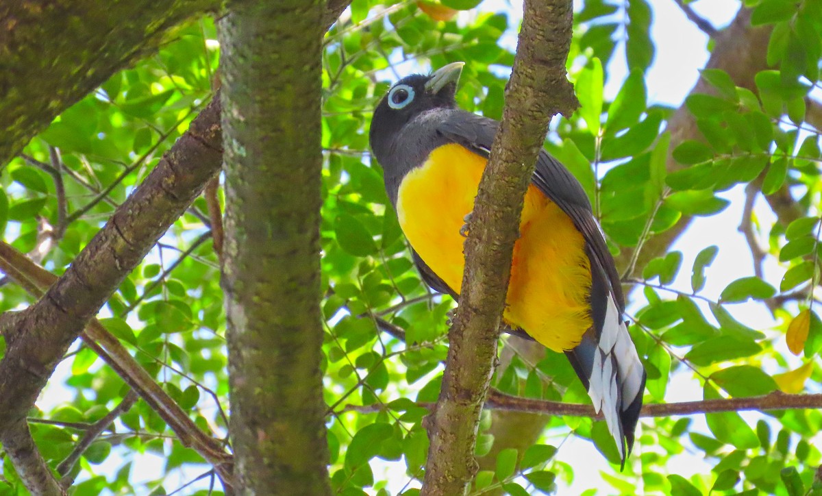 trogon černohlavý - ML199037251