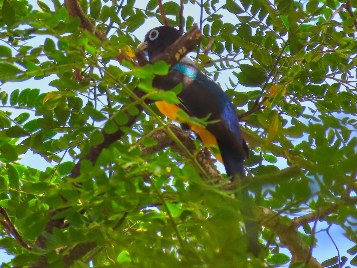 Trogon à tête noire - ML199037361