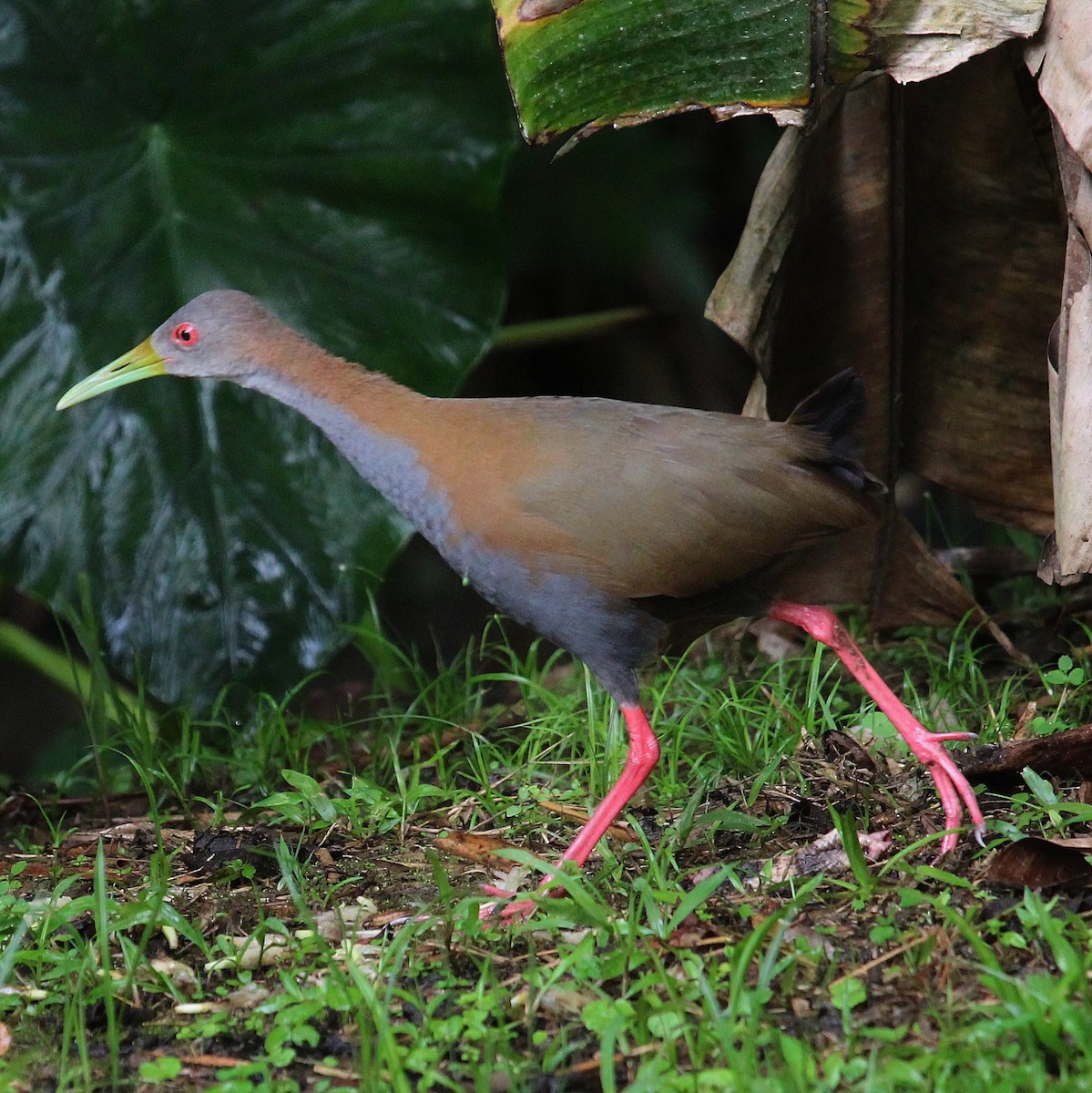 Slaty-breasted Wood-Rail - ML199037761