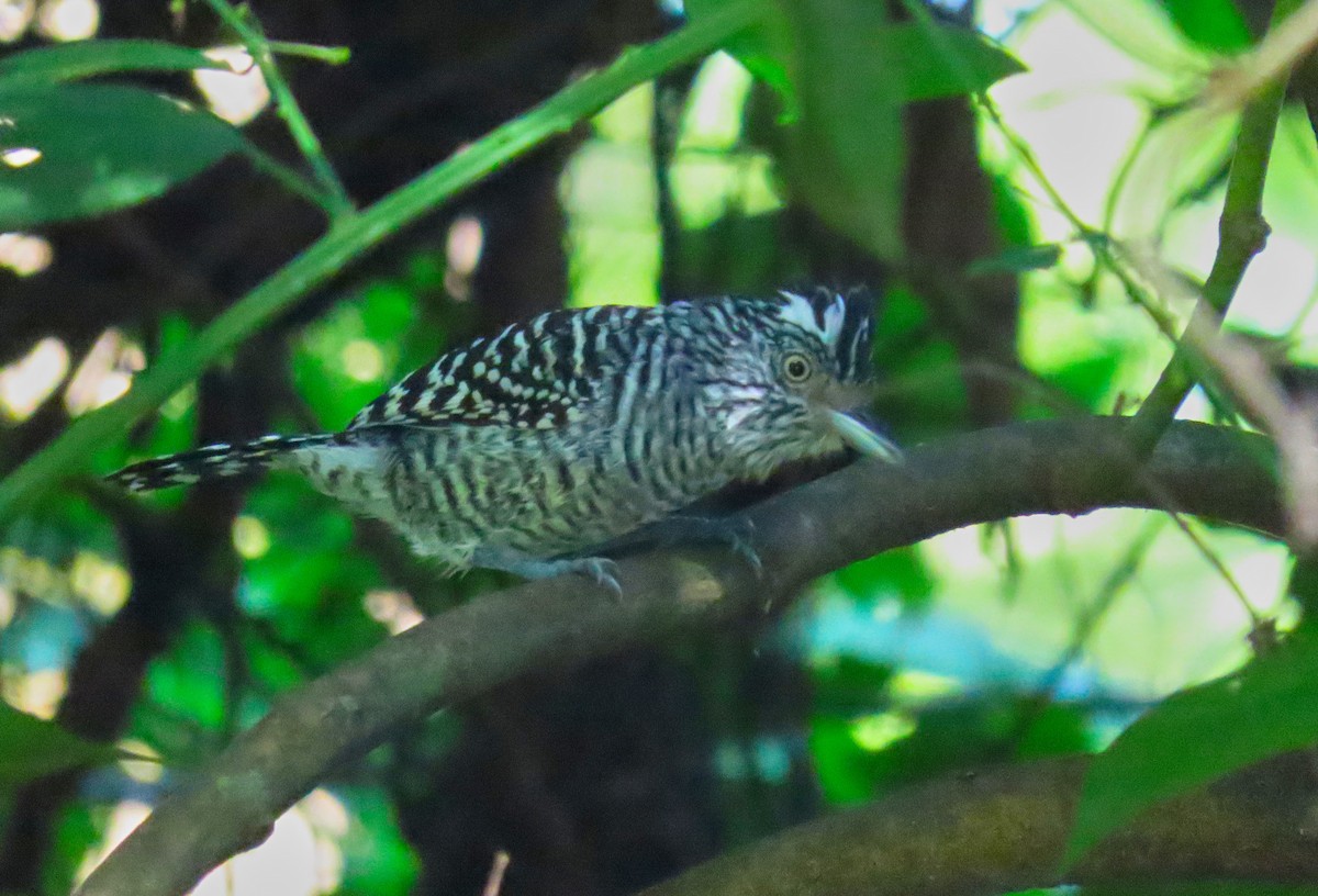 Barred Antshrike - ML199037871