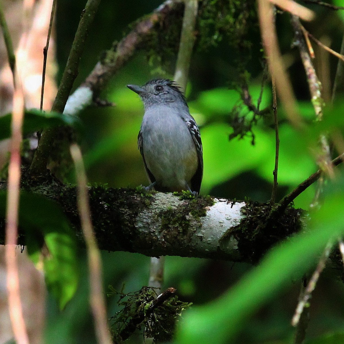 Variable Antshrike - ML199038001