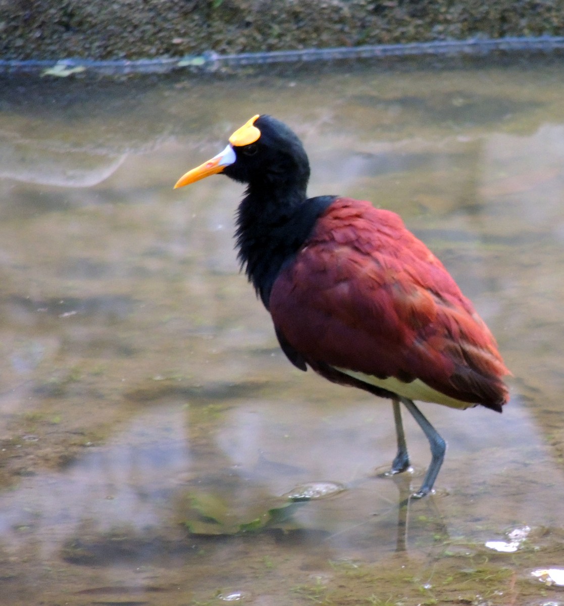 Northern Jacana - ML199038011