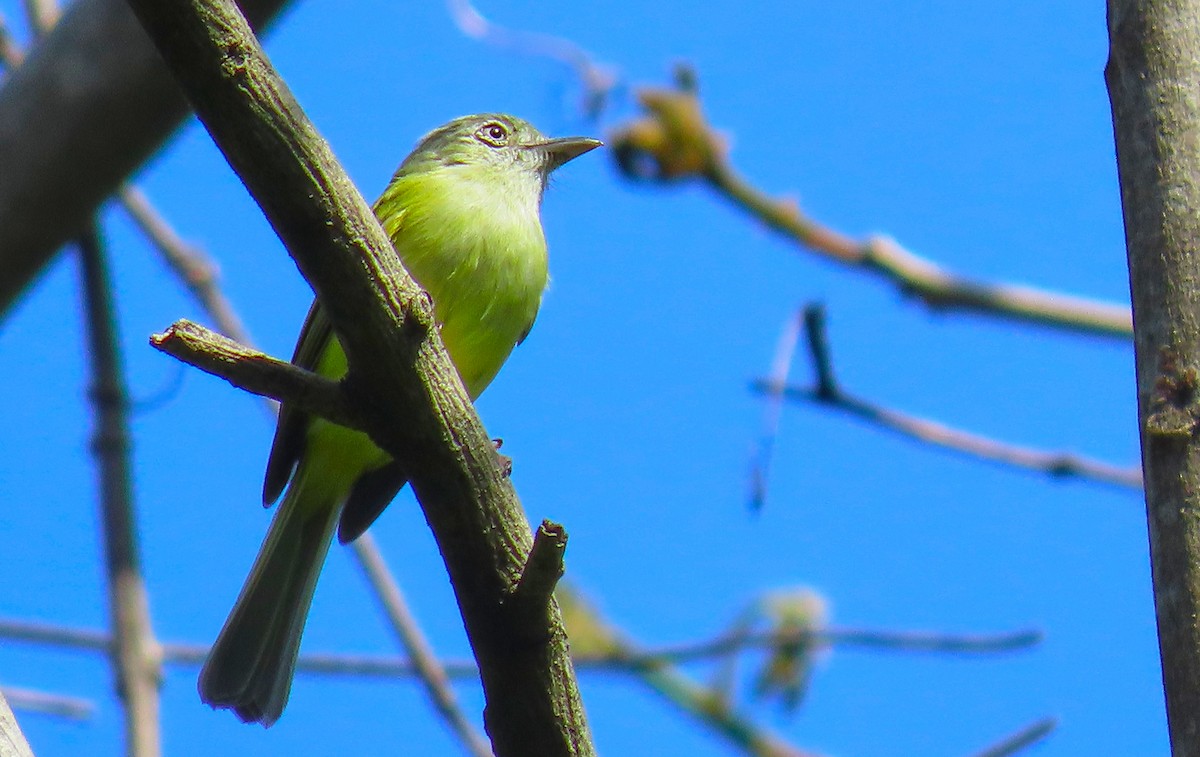 Yellow-olive Flatbill - ML199039941