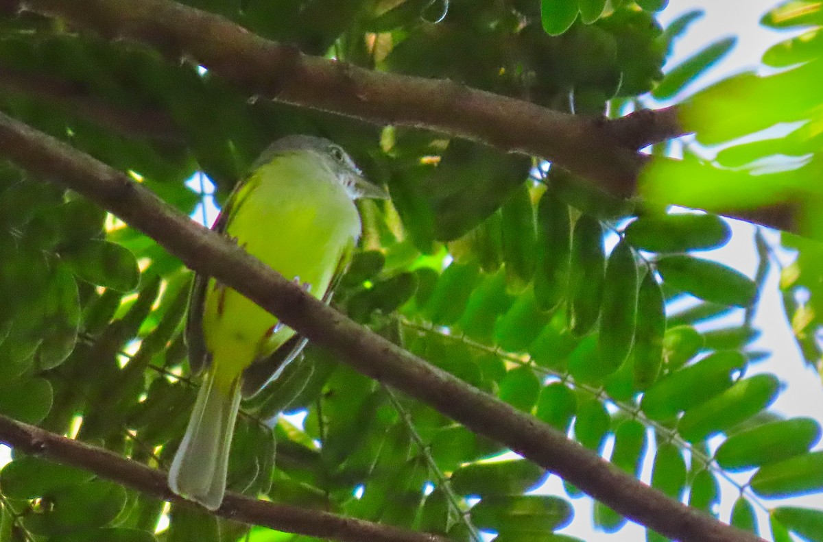 Yellow-olive Flatbill - ML199039991