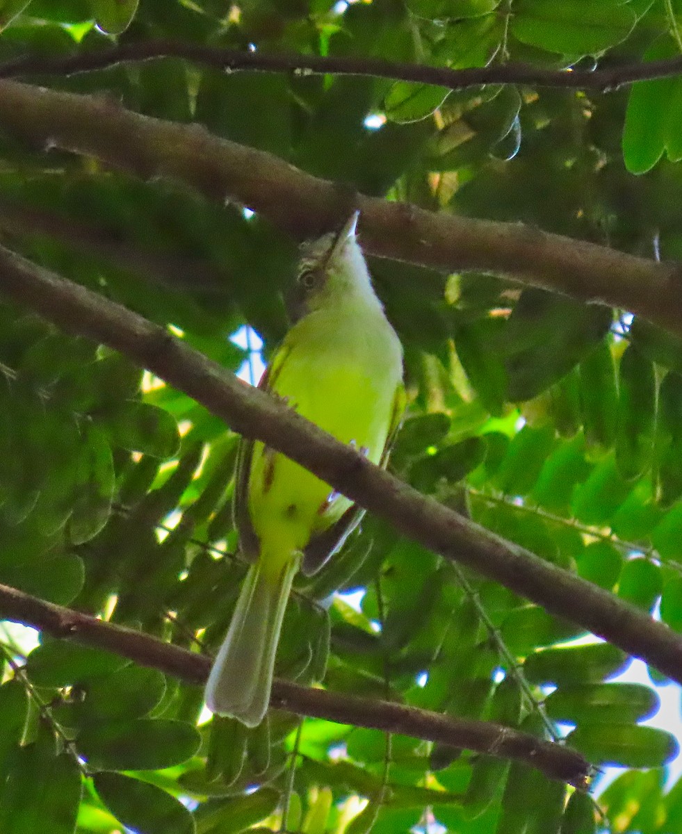 Yellow-olive Flatbill - ML199040011