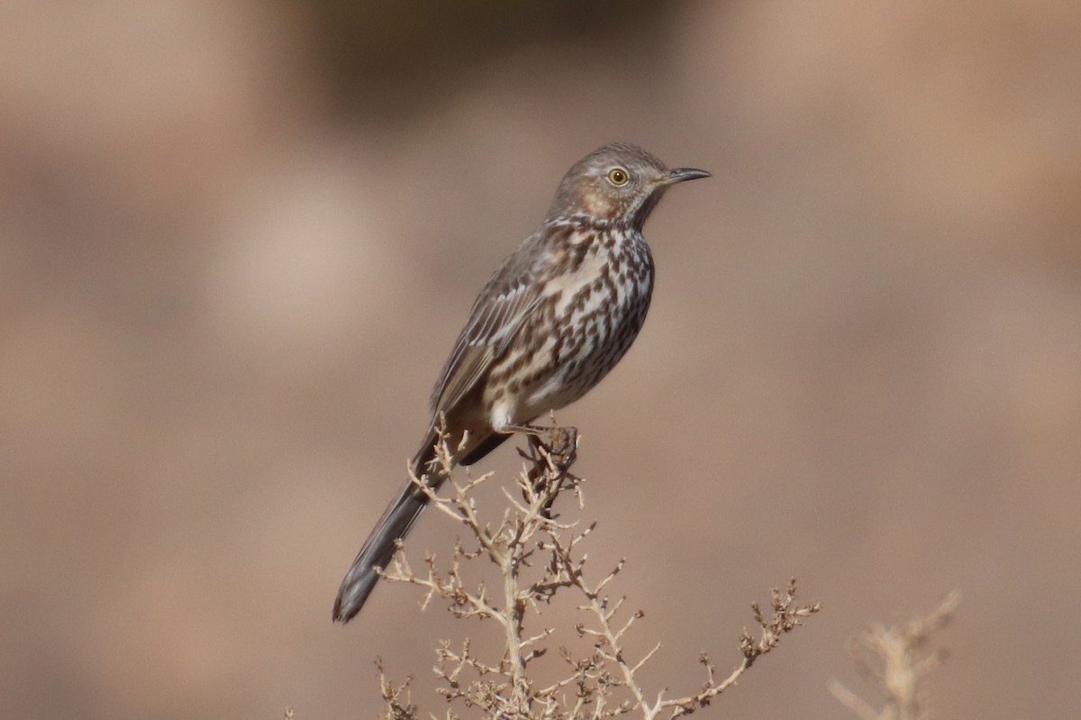 Sage Thrasher - Kathy Mihm Dunning