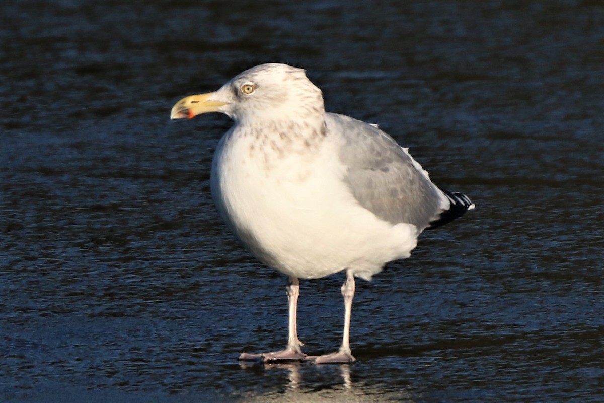 Herring Gull (American) - David Wilson