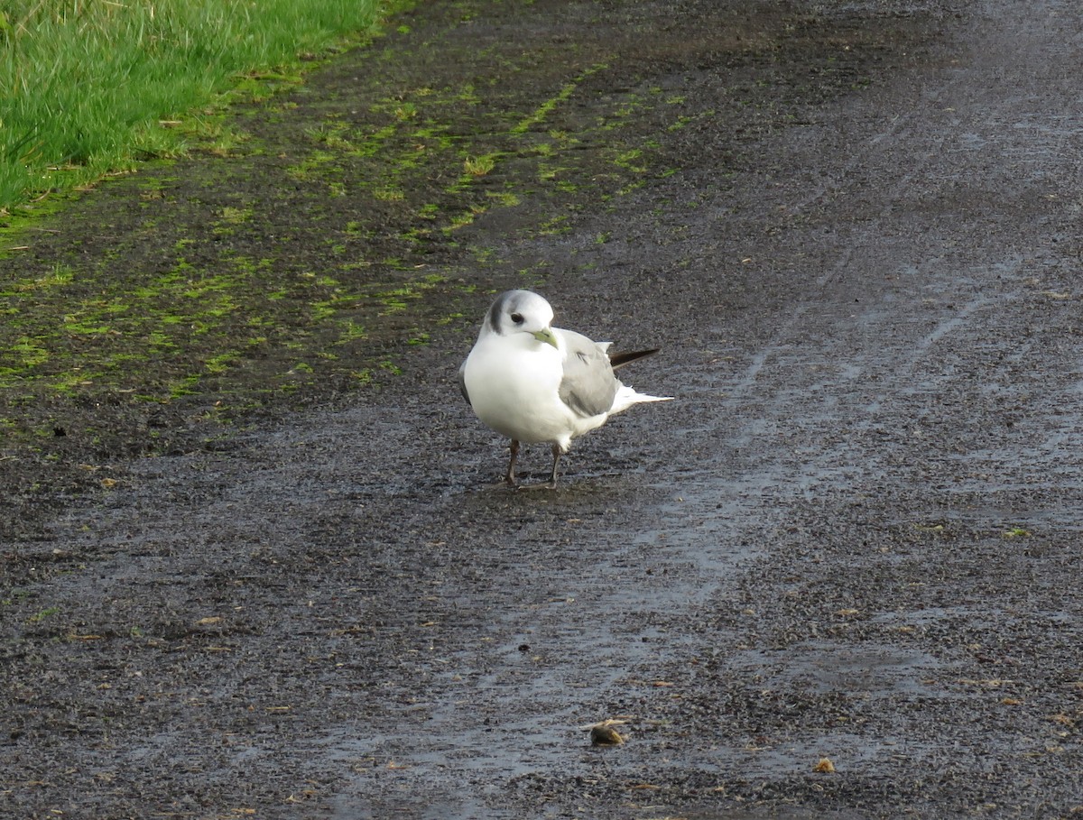 Gaviota Tridáctila - ML199041271