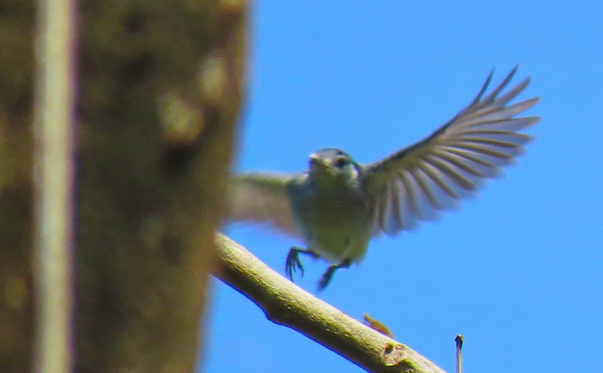 White-lored Gnatcatcher - ML199042361