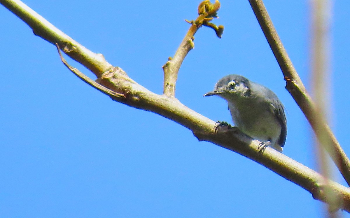 White-lored Gnatcatcher - ML199042401