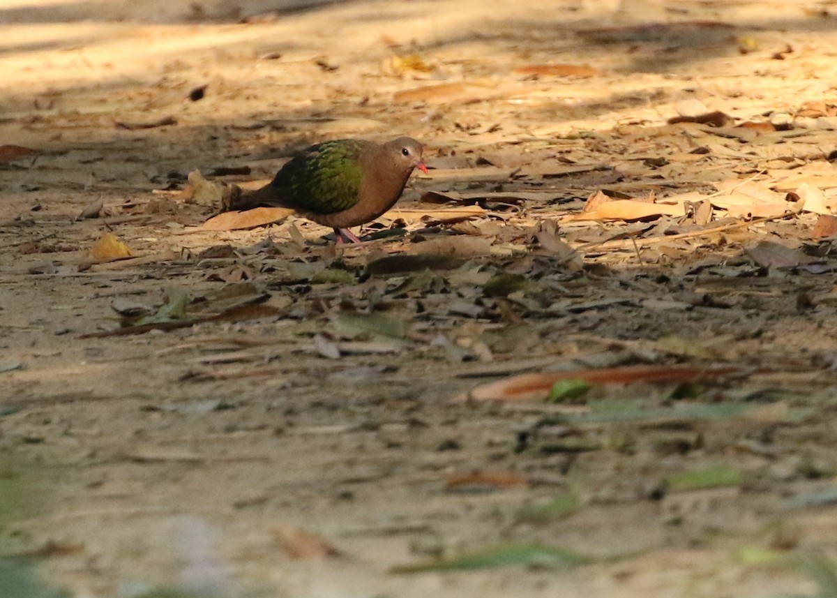 Asian Emerald Dove - ML199042971