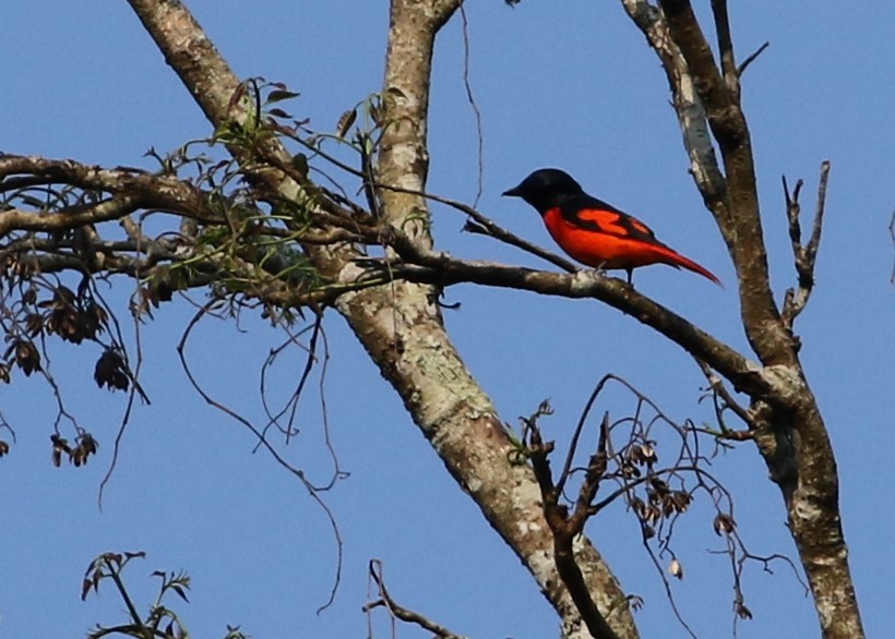 Scharlachmennigvogel [speciosus-Gruppe] - ML199043191