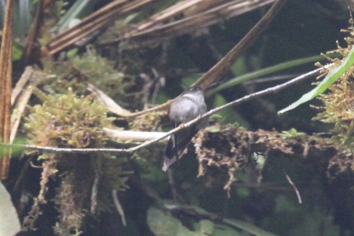 Ecuadorian Piedtail - ML199043481