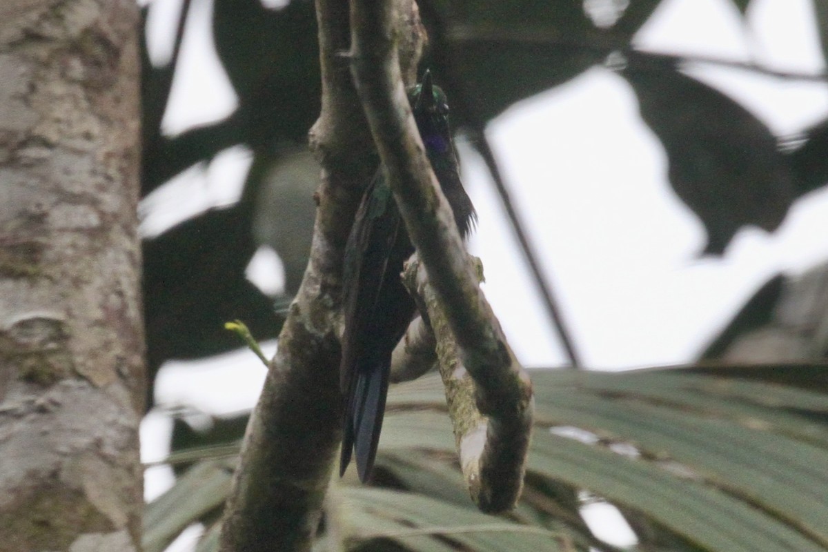 Black-throated Brilliant - ML199043511