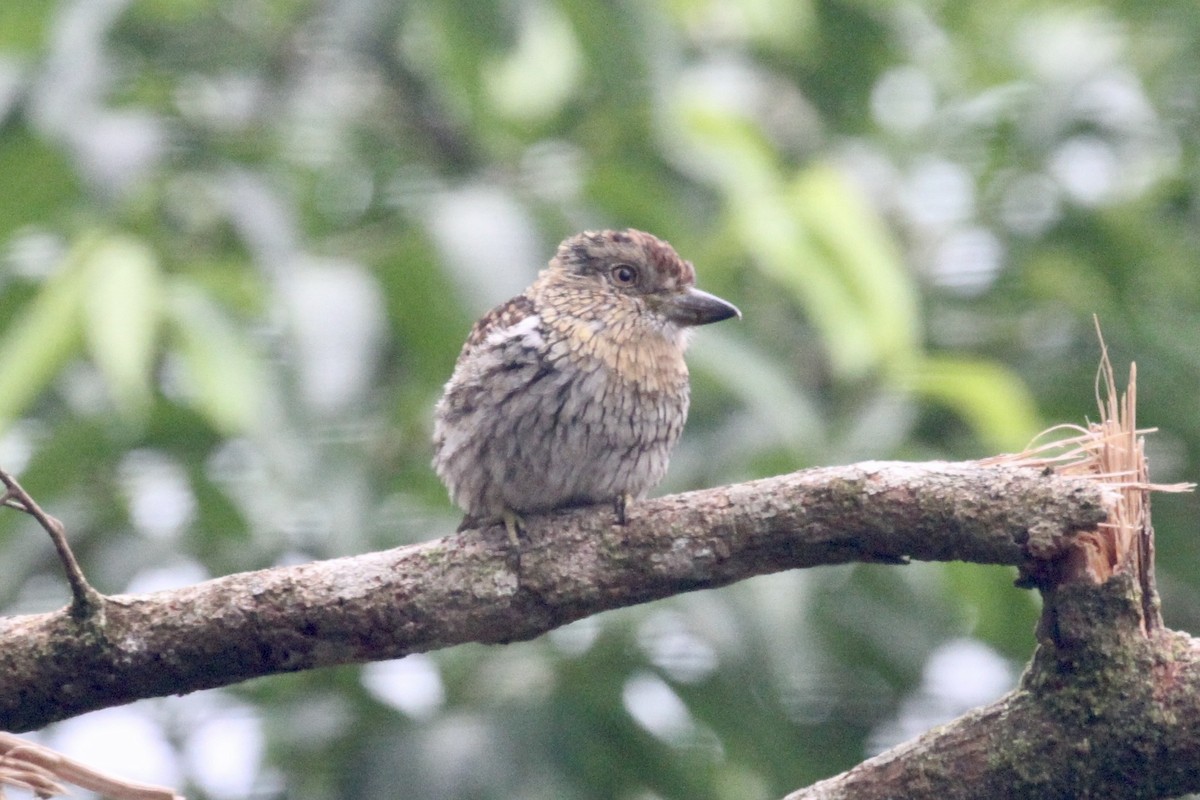 Western Striolated-Puffbird - Juan martinez