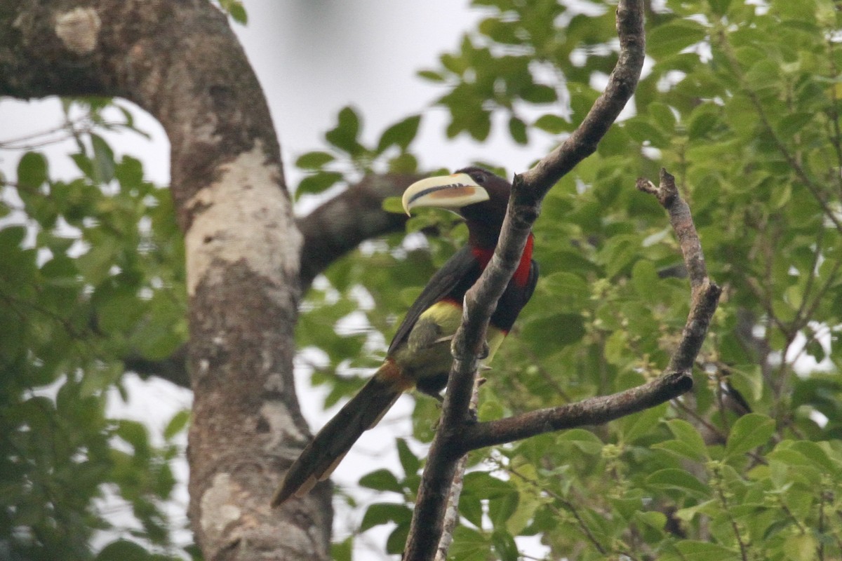 Ivory-billed Aracari - ML199043601