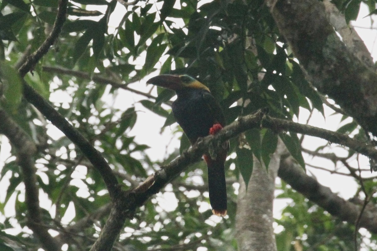 Golden-collared Toucanet - ML199043611