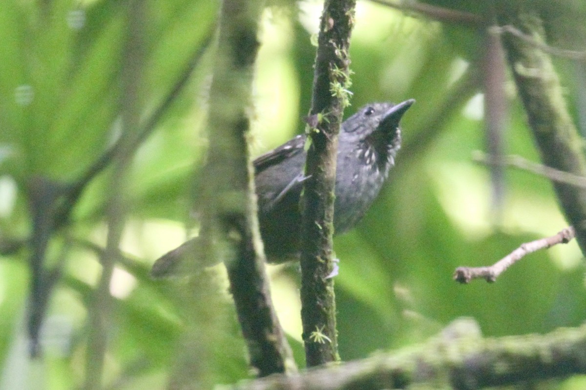 Foothill Stipplethroat - Juan martinez