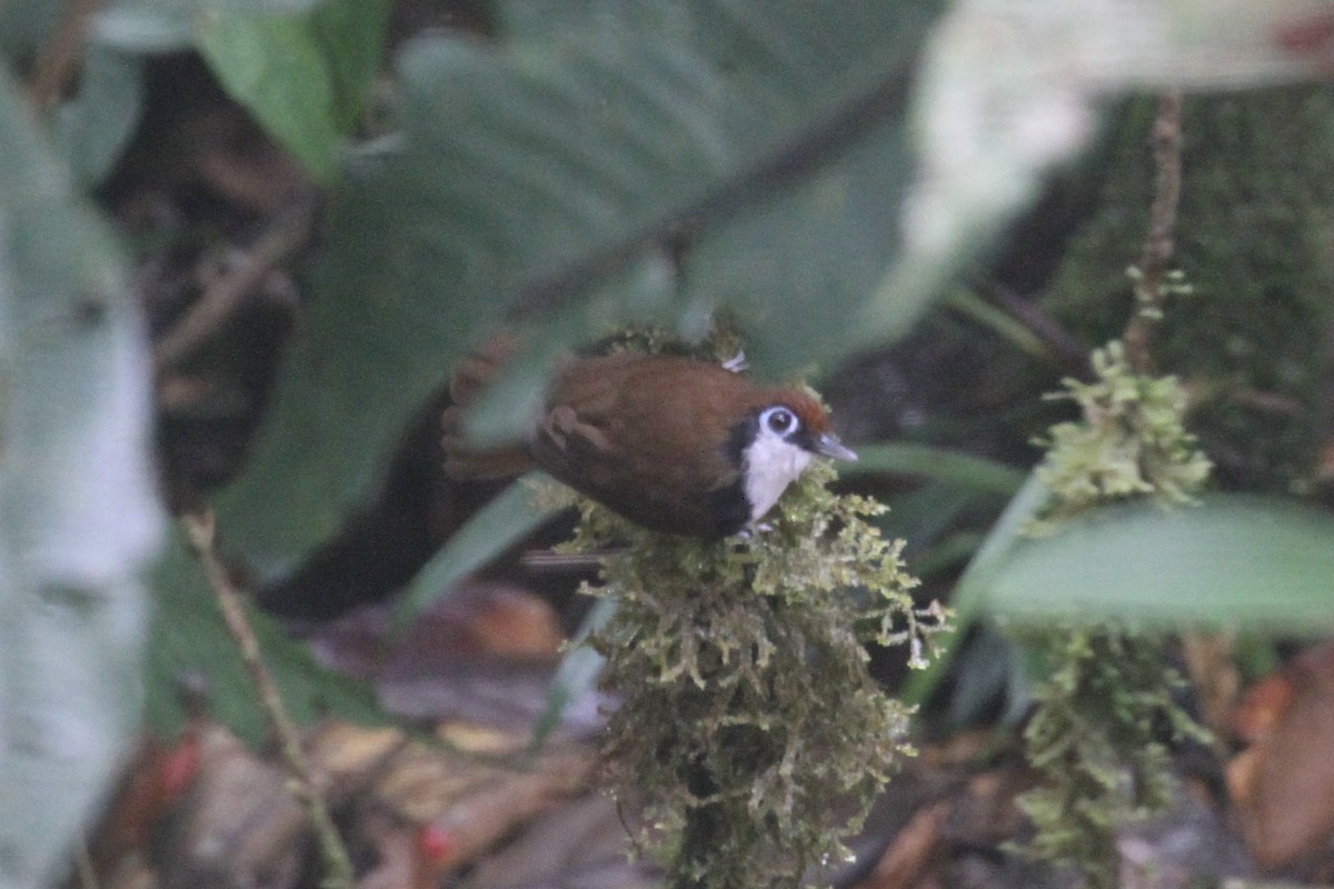 White-cheeked Antbird - ML199043691