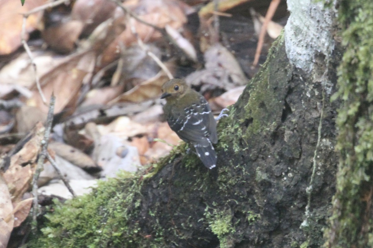 Common Scale-backed Antbird - ML199043701